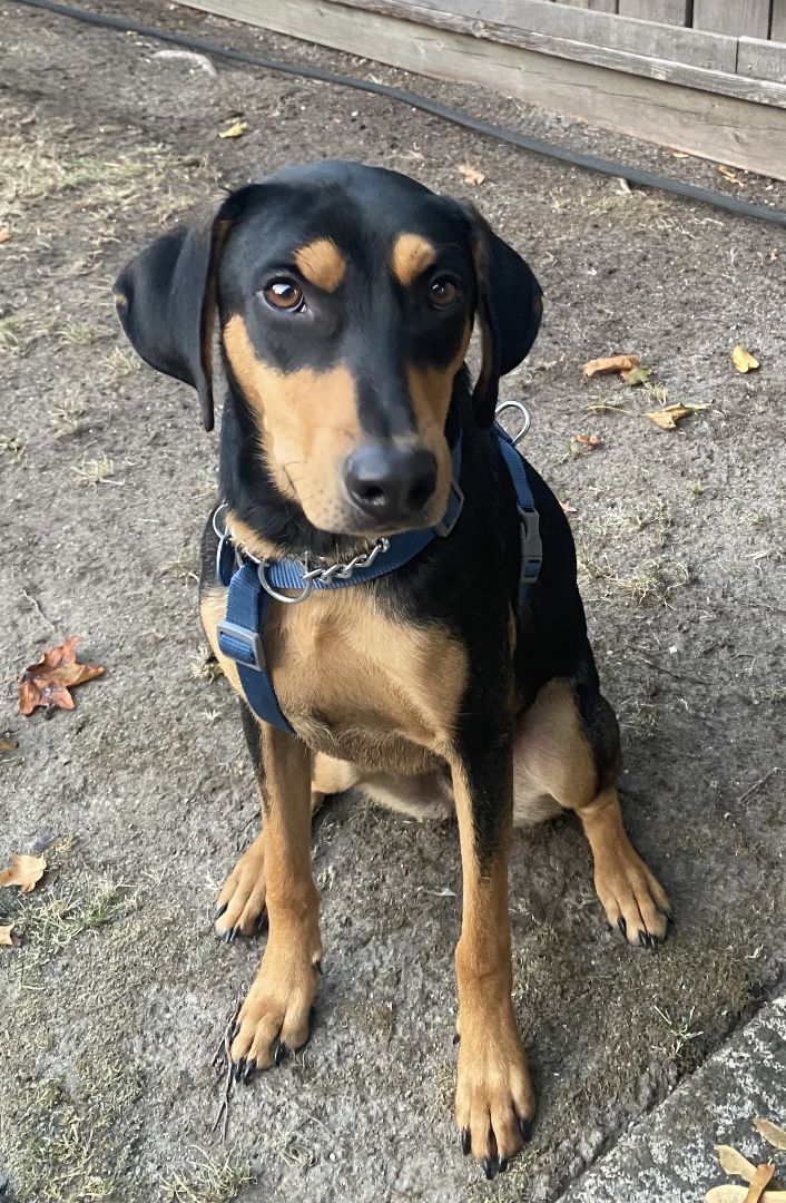 Snoopy, an adoptable Mountain Dog in Vancouver, BC, V6M 4H6 | Photo Image 1