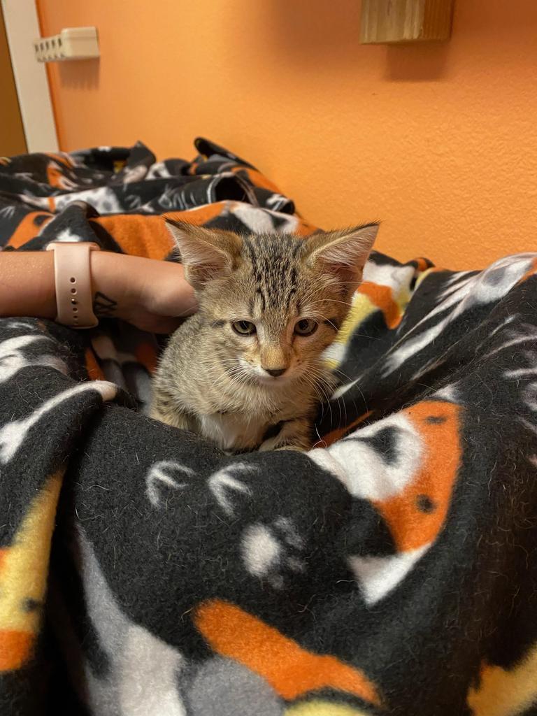 Hatter, an adoptable Domestic Medium Hair in Fulton, TX, 78358 | Photo Image 2