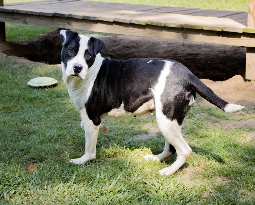 DOLLOP, an adoptable Mixed Breed in Florence, SC, 29506 | Photo Image 1