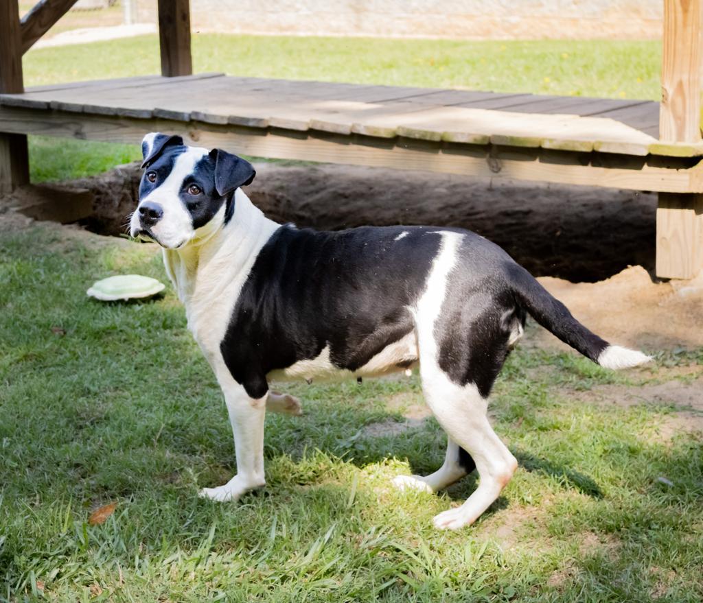 DOLLOP, an adoptable Mixed Breed in Florence, SC, 29506 | Photo Image 6