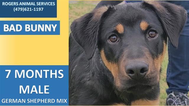 BAD BUNNY, an adoptable German Shepherd Dog in Rogers, AR, 72758 | Photo Image 1