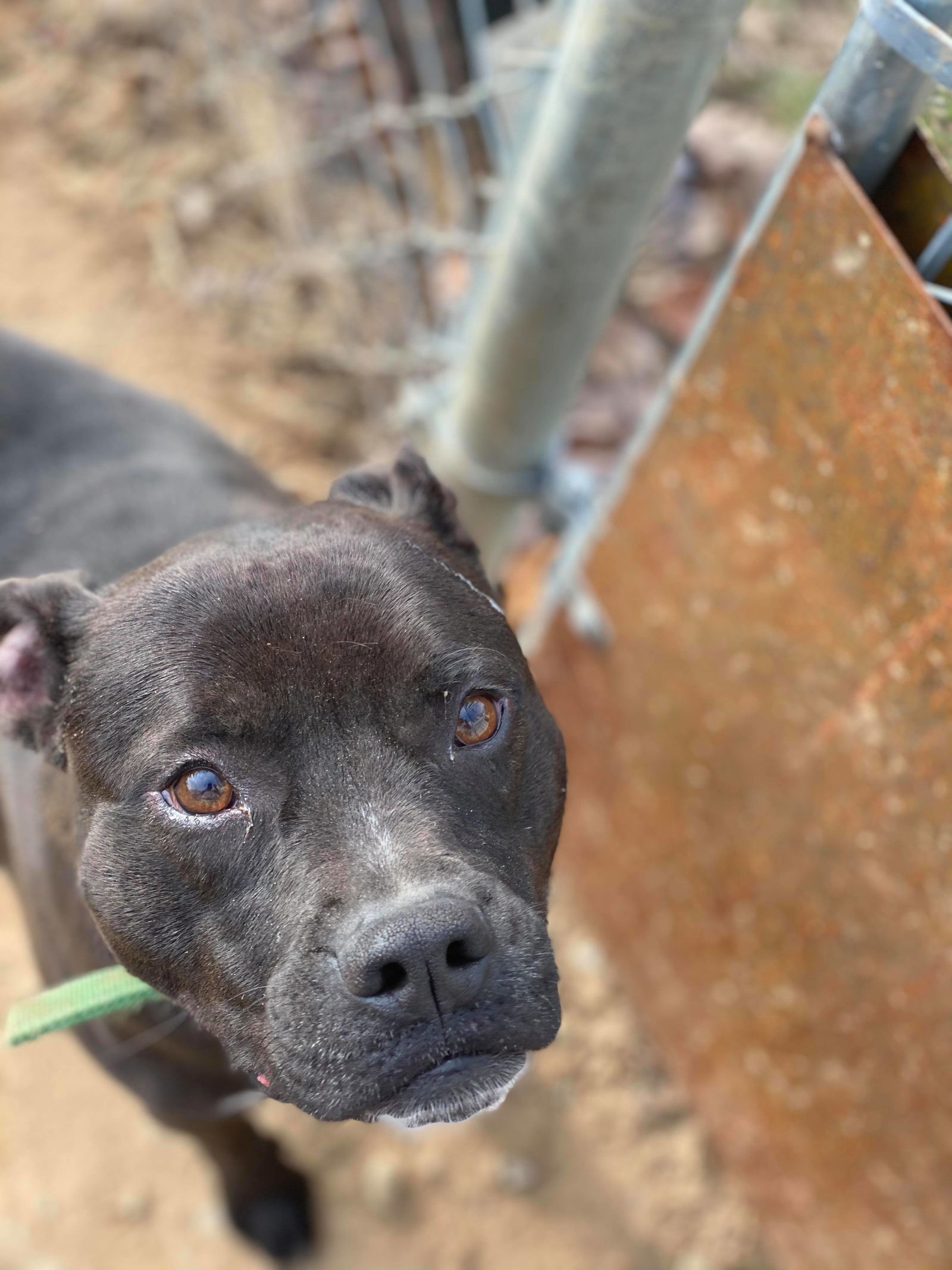 Dugan, an adoptable Black Labrador Retriever, Terrier in Lewistown, PA, 17044 | Photo Image 2