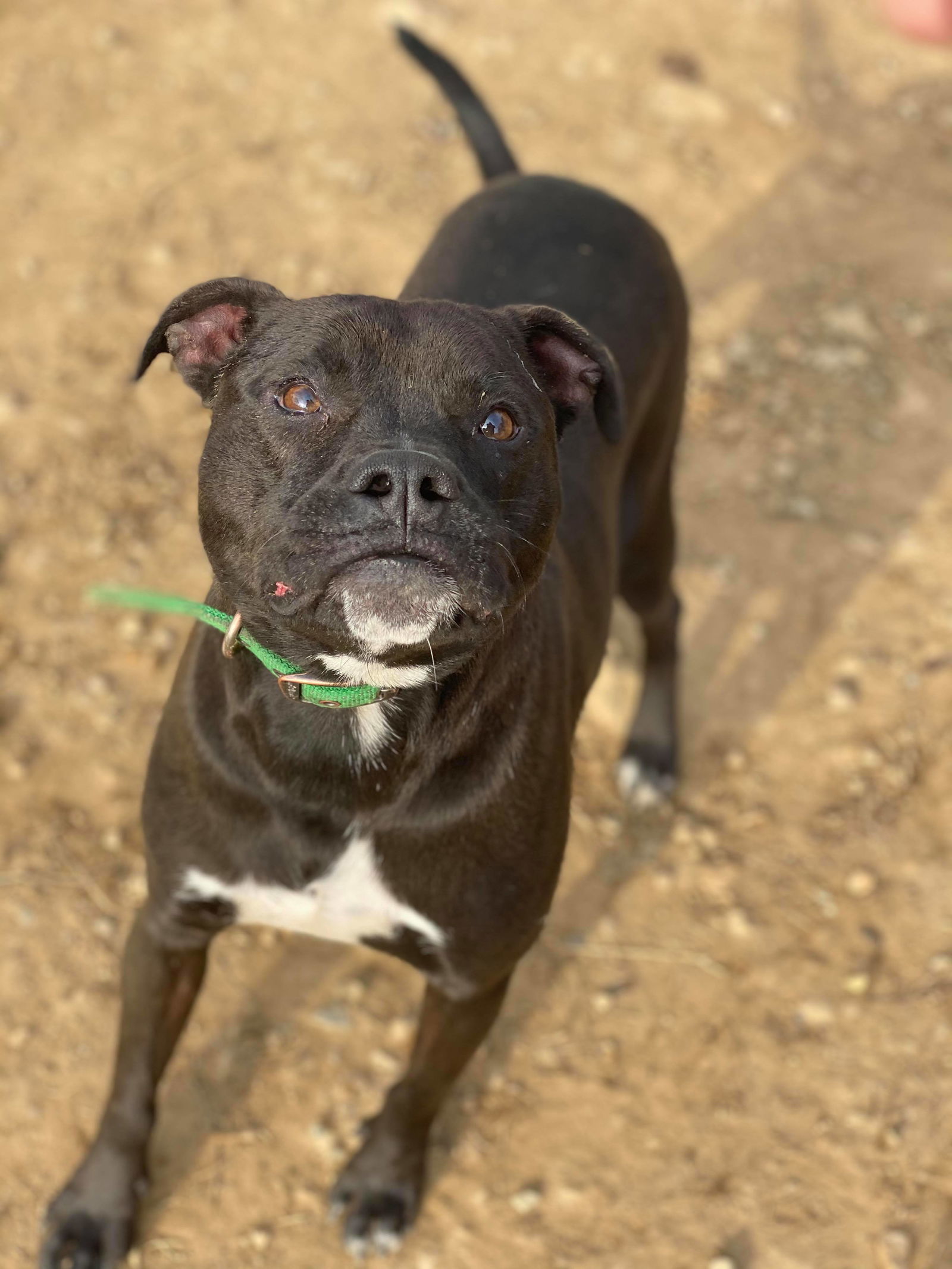 Dugan, an adoptable Black Labrador Retriever, Terrier in Lewistown, PA, 17044 | Photo Image 3