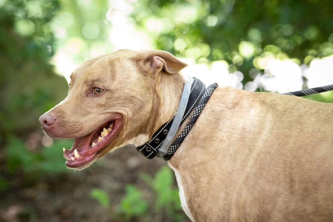 Levi, an adoptable Terrier in Lewistown, PA, 17044 | Photo Image 1