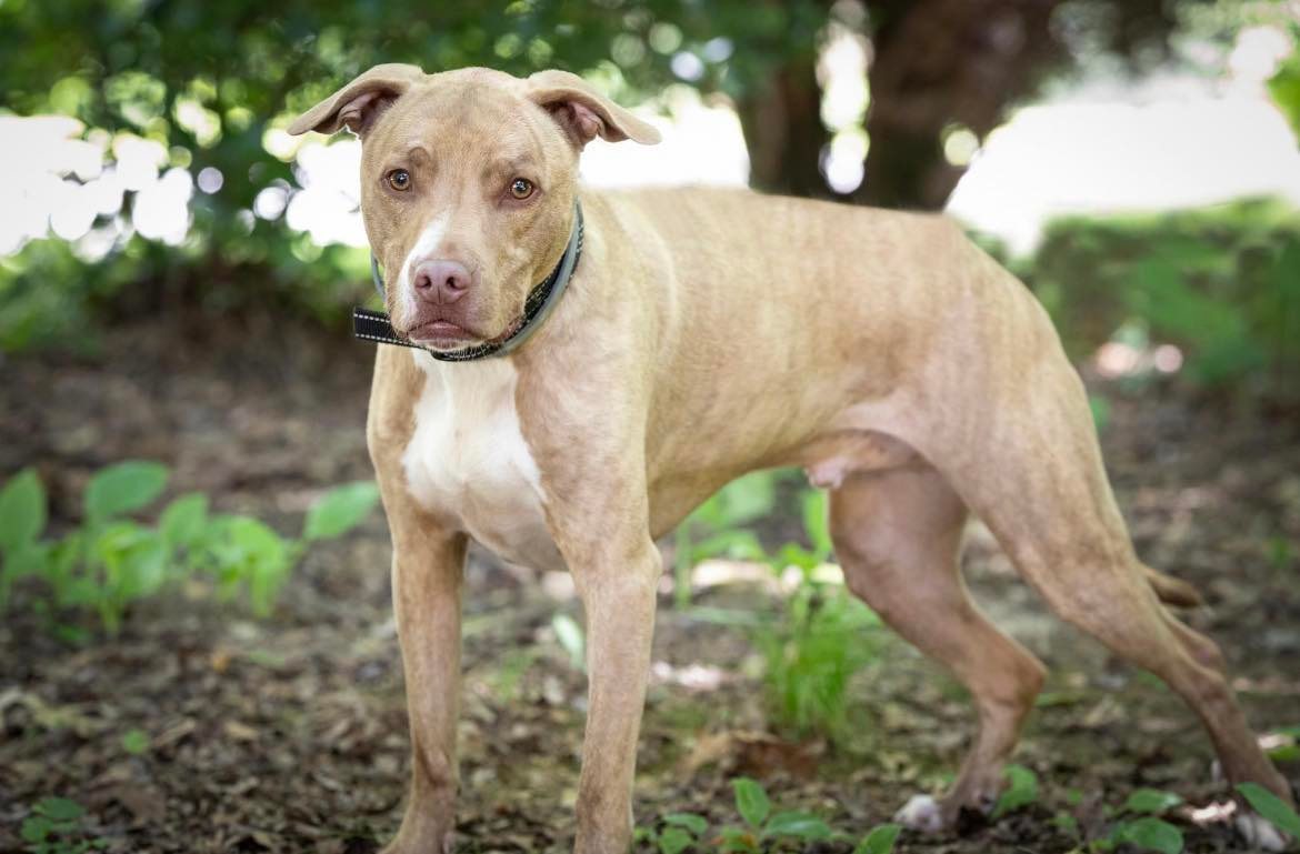 Levi, an adoptable Terrier in Lewistown, PA, 17044 | Photo Image 2