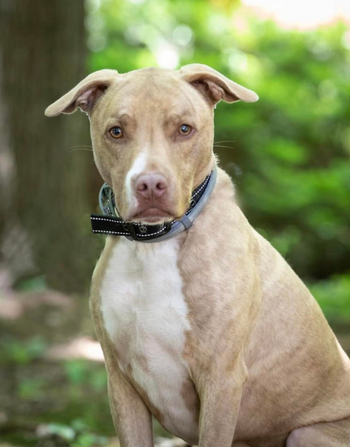 Levi, an adoptable Terrier in Lewistown, PA, 17044 | Photo Image 3