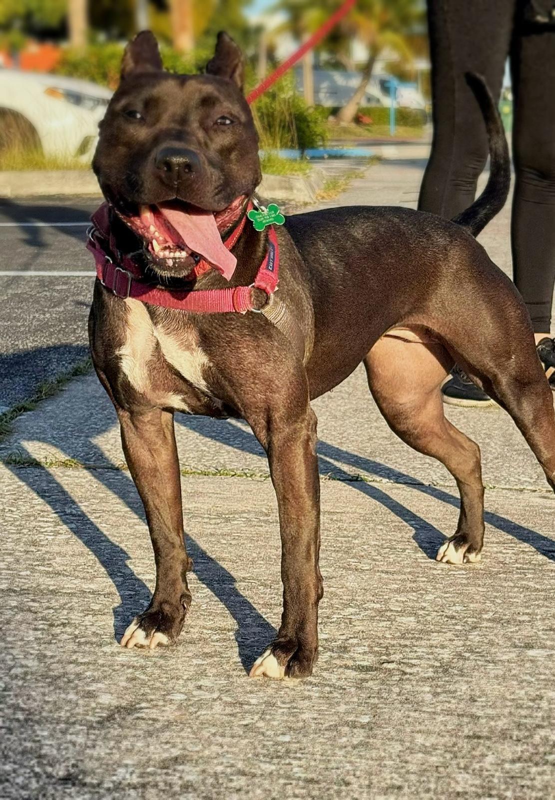 Raven, an adoptable Terrier in Pompano Beach, FL, 33062 | Photo Image 1