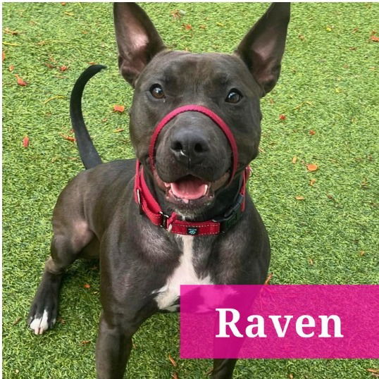 Raven, an adoptable Terrier in Pompano Beach, FL, 33062 | Photo Image 2