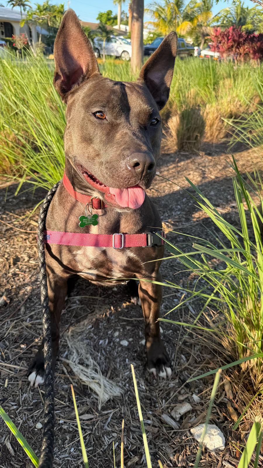 Raven, an adoptable Terrier in Pompano Beach, FL, 33062 | Photo Image 2