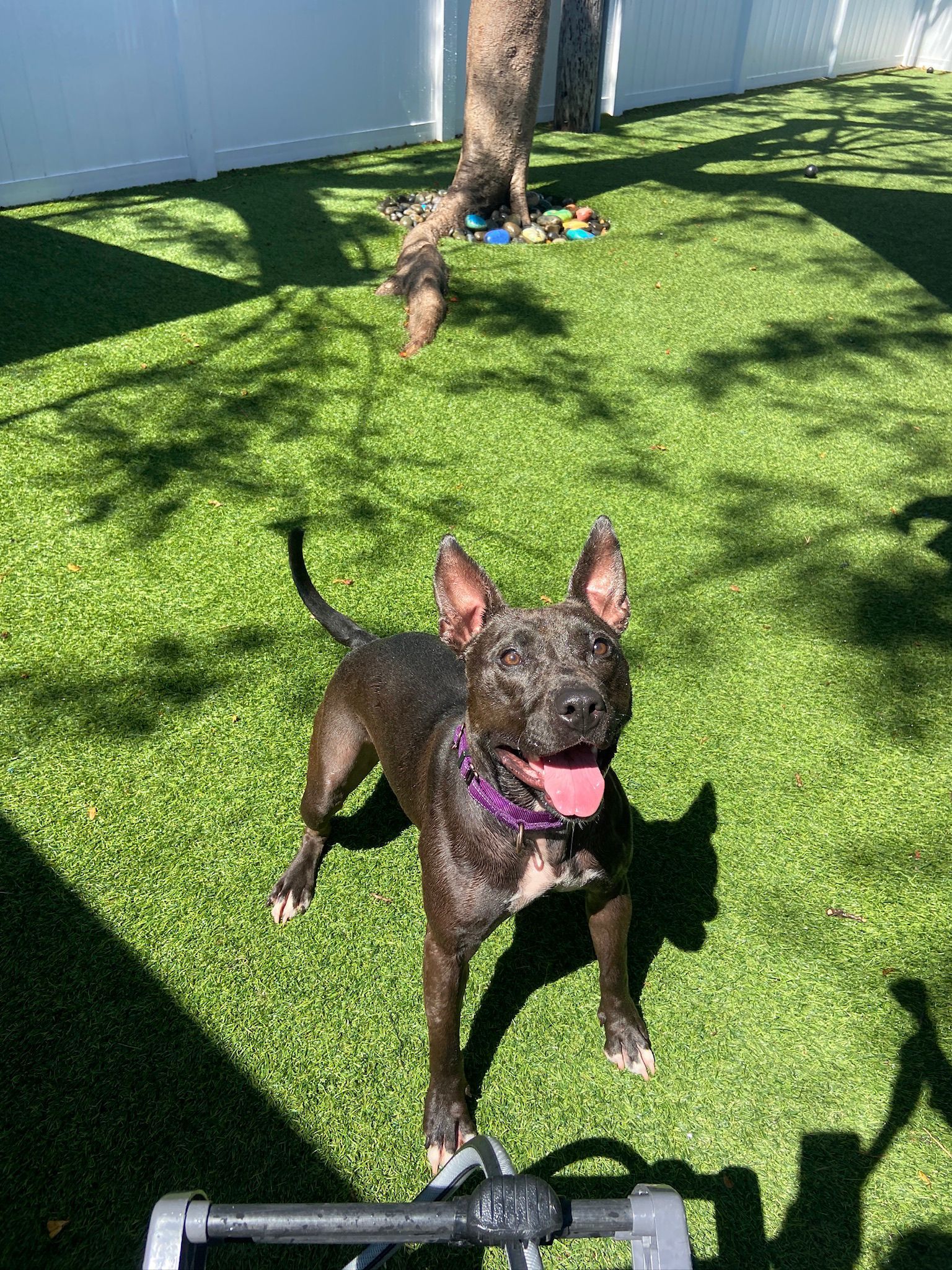 Raven, an adoptable Terrier in Pompano Beach, FL, 33062 | Photo Image 3