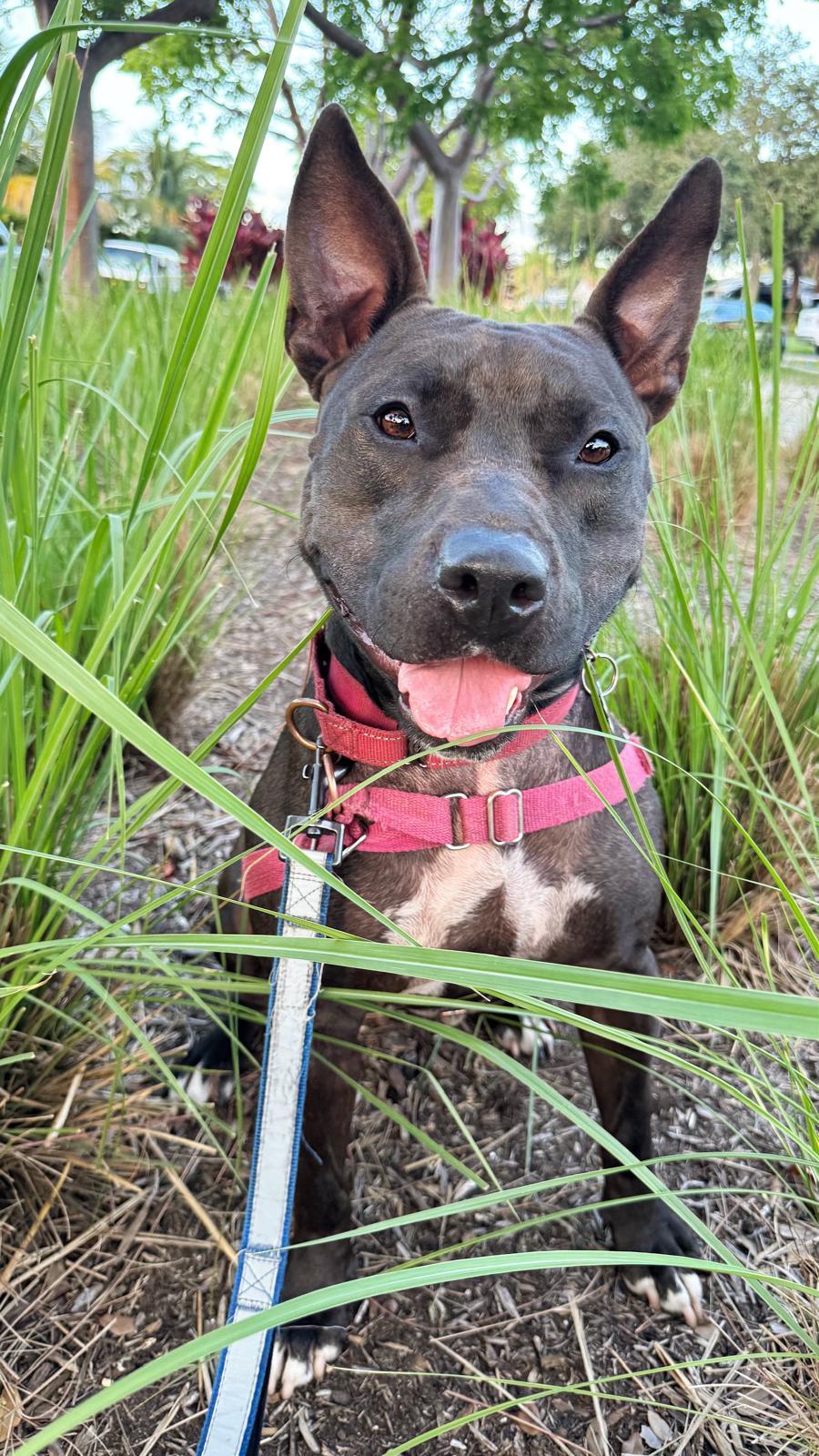 Raven, an adoptable Terrier in Pompano Beach, FL, 33062 | Photo Image 3