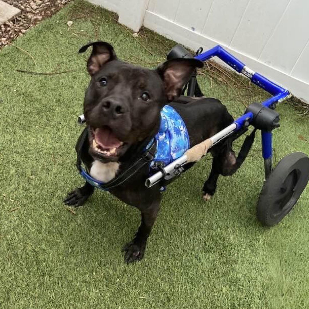 Kelly Clarkson, an adoptable Terrier in Pompano Beach, FL, 33062 | Photo Image 1