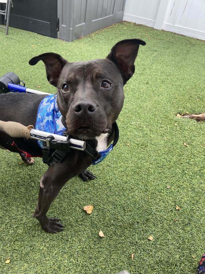Kelly Clarkson, an adoptable Terrier in Pompano Beach, FL, 33062 | Photo Image 1
