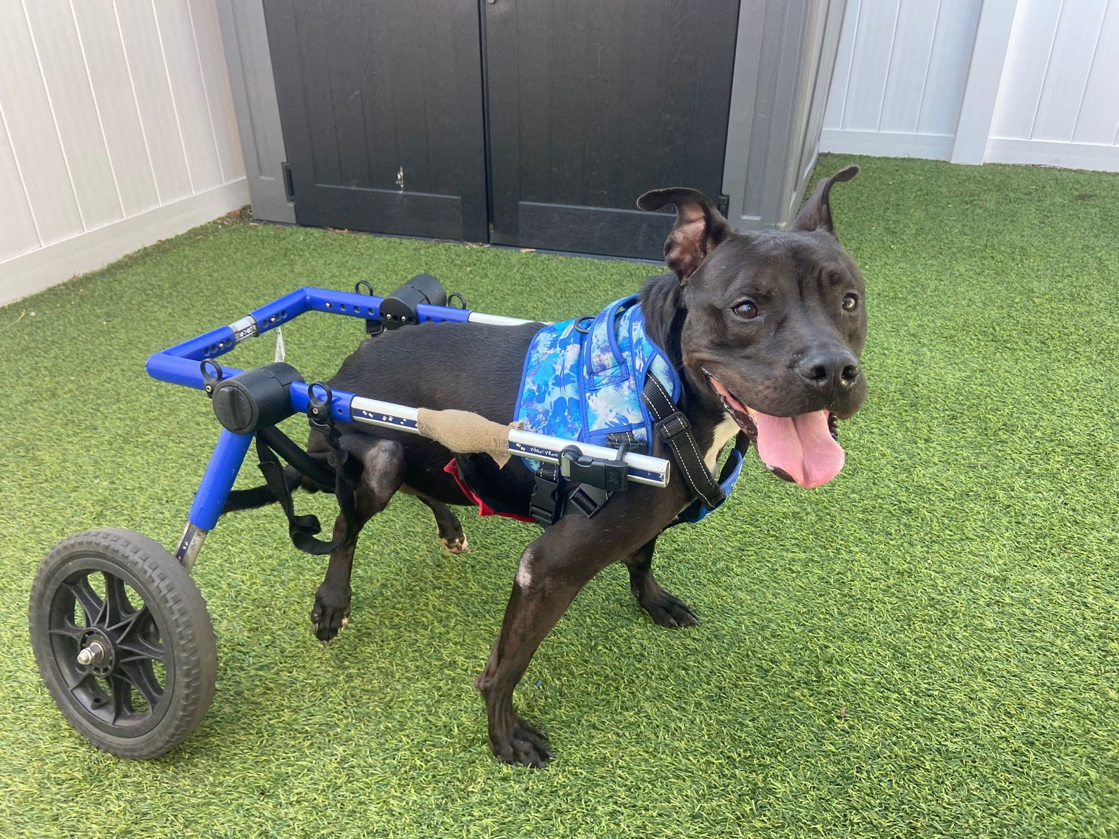 Kelly Clarkson, an adoptable Terrier in Pompano Beach, FL, 33062 | Photo Image 2