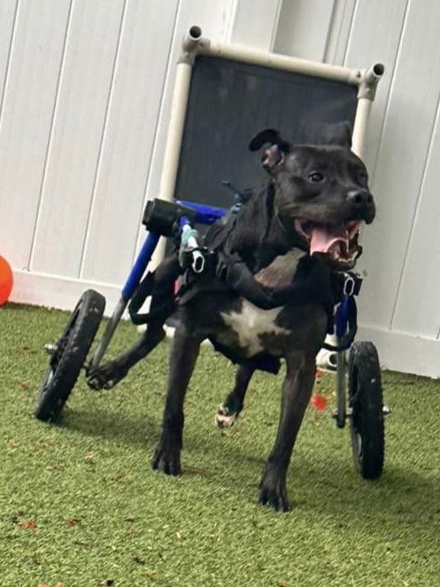 Kelly Clarkson, an adoptable Terrier in Pompano Beach, FL, 33062 | Photo Image 3