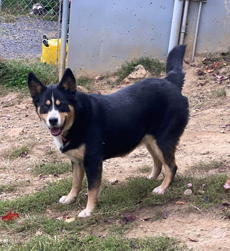 Bernese mountain and husky hot sale mix