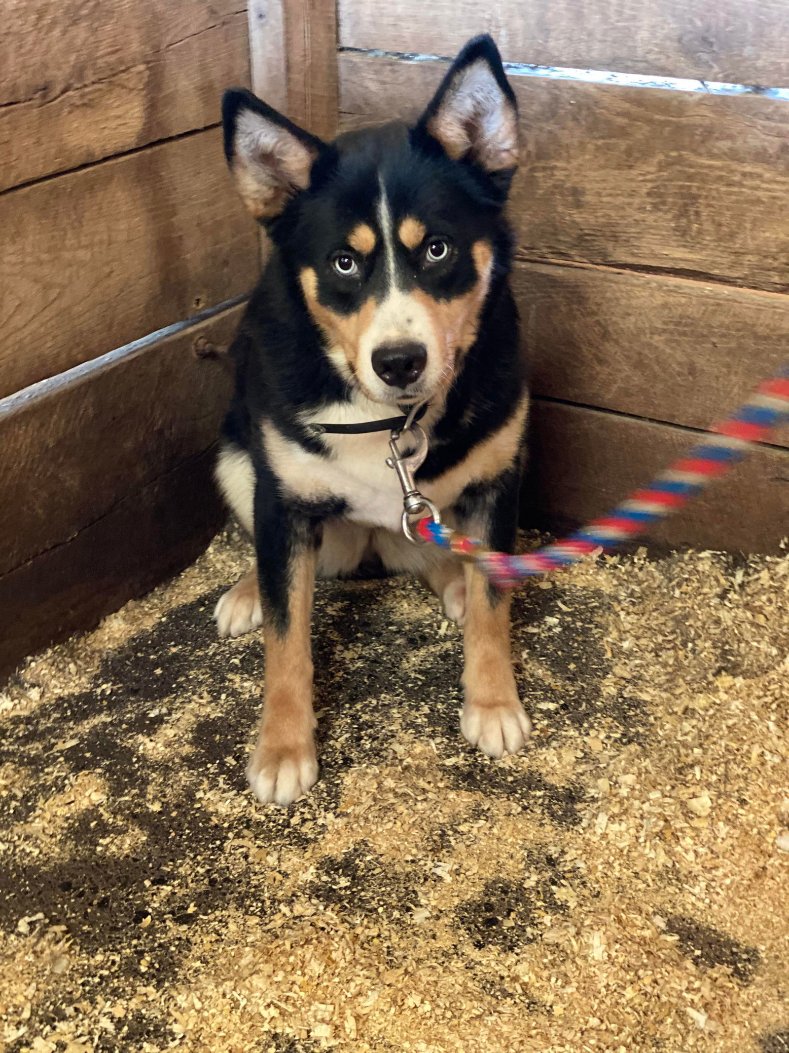 Beth, an adoptable Bernese Mountain Dog, Husky in Lewistown, PA, 17044 | Photo Image 2