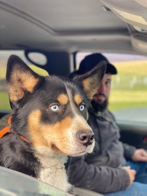 Husky bernese mountain store dog