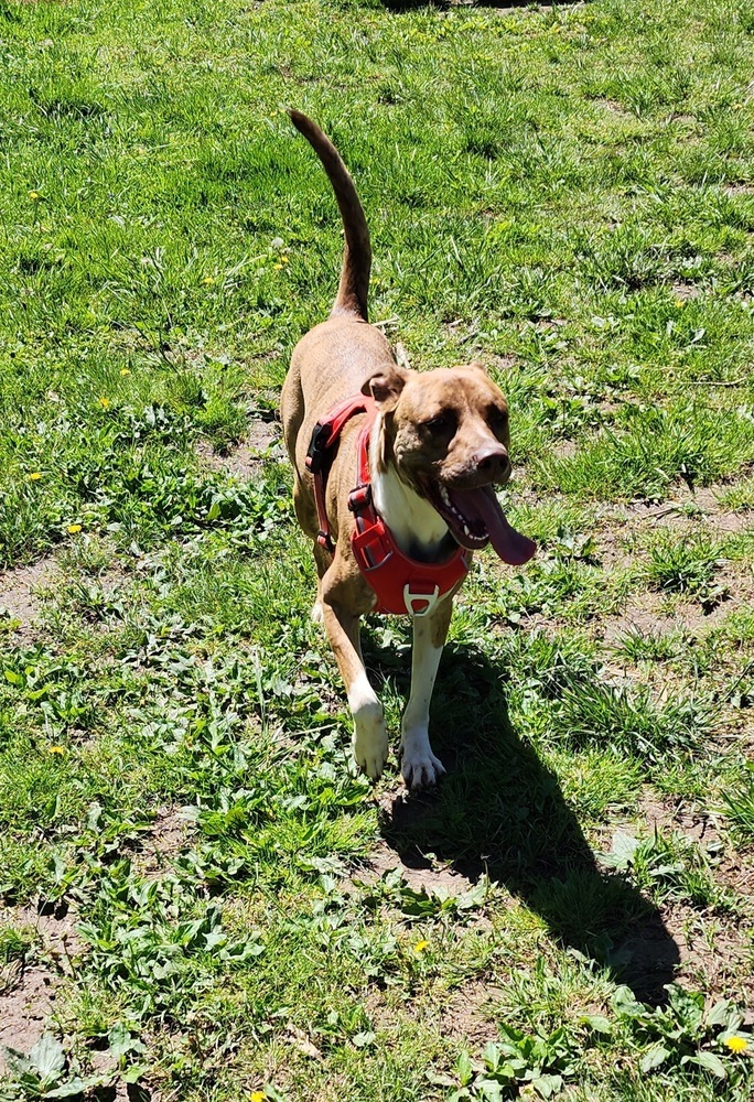 Bella, an adoptable Boxer in McMinnville, TN, 37110 | Photo Image 1