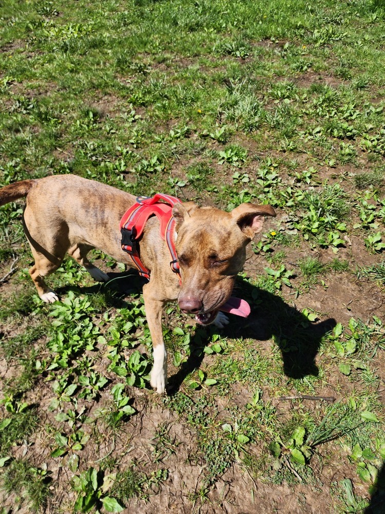 Bella, an adoptable Boxer in McMinnville, TN, 37110 | Photo Image 4