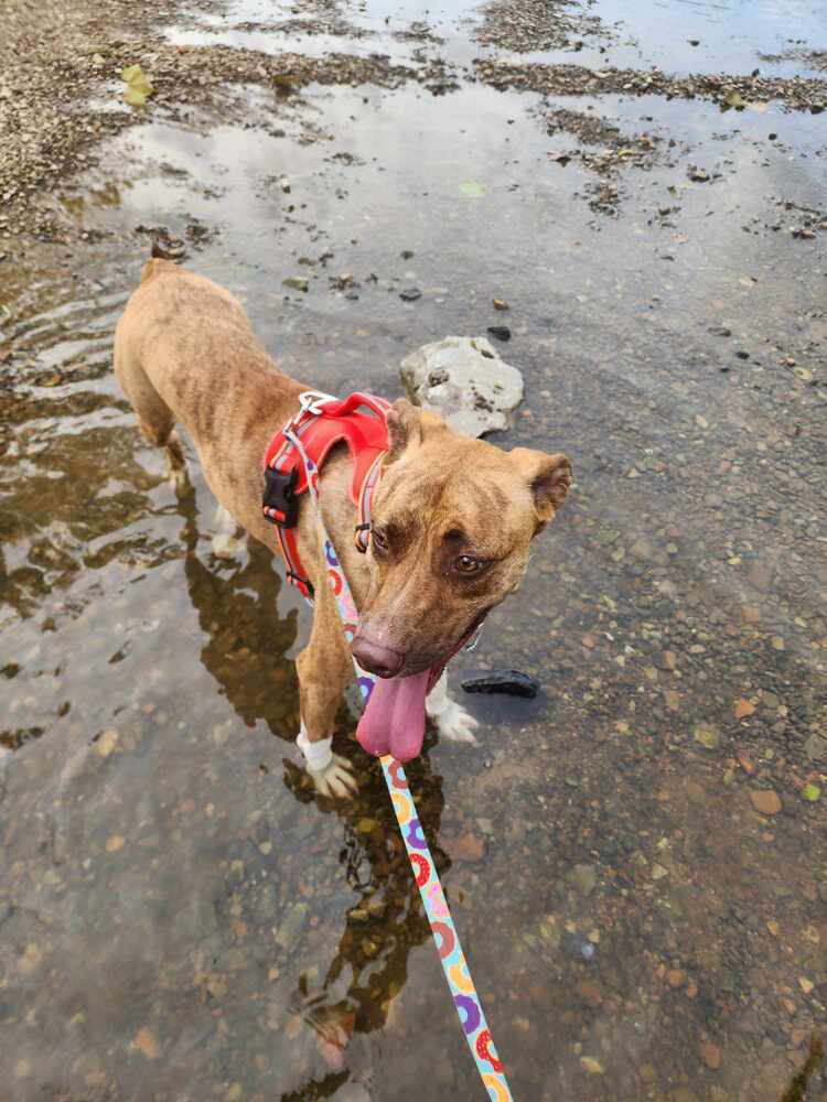 Bella, an adoptable Boxer in McMinnville, TN, 37110 | Photo Image 6