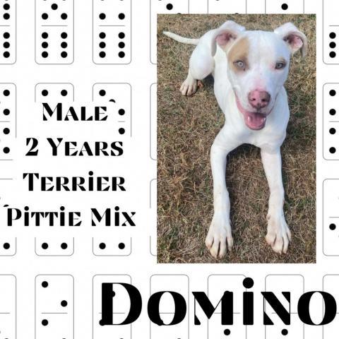 Domino