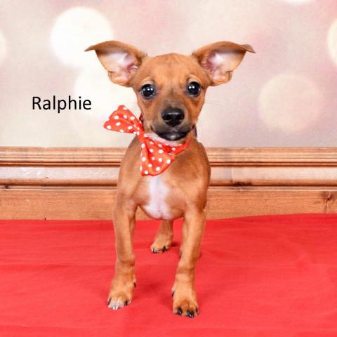 Ralphie