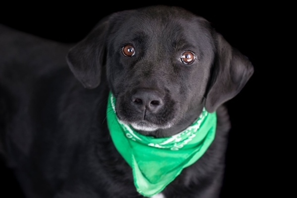 Pepper, an adoptable Labrador Retriever Mix in Winchester, KY_image-3