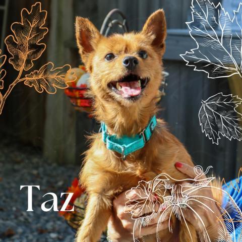 Taz