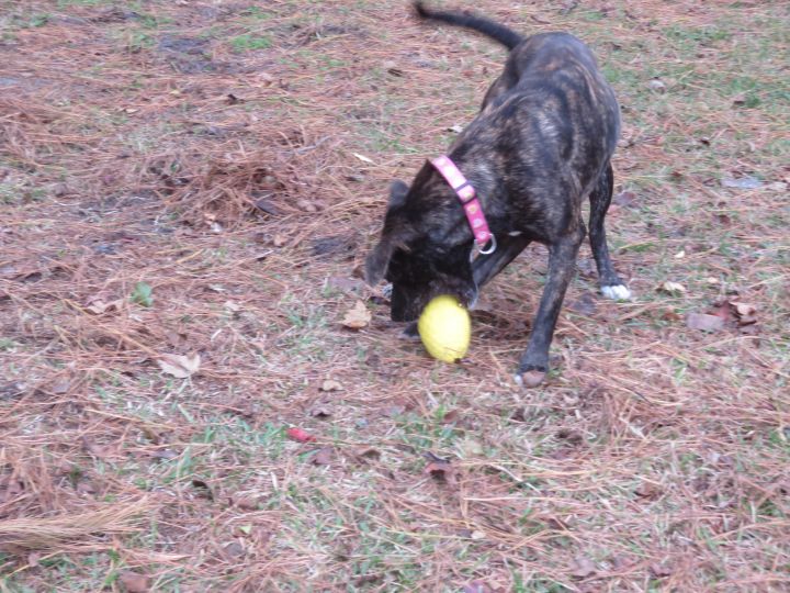 Pia, an adoptable Mixed Breed in Wilmington, NC_image-6