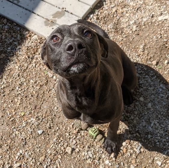 Patty, an adoptable Labrador Retriever & American Staffordshire Terrier Mix in Bella Vista, AR_image-3