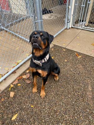 Bear (Rottie)