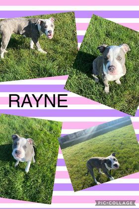 RAYNE