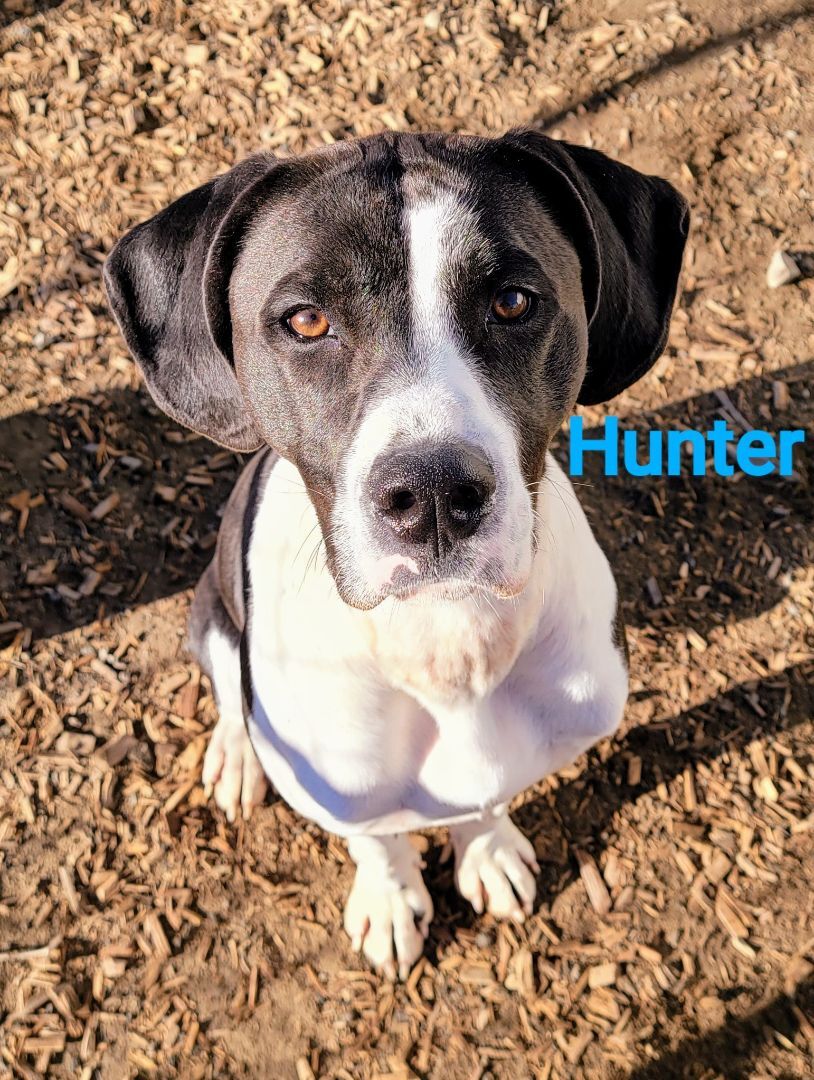 Hunter, an adoptable Hound, American Staffordshire Terrier in Madras, OR, 97741 | Photo Image 1