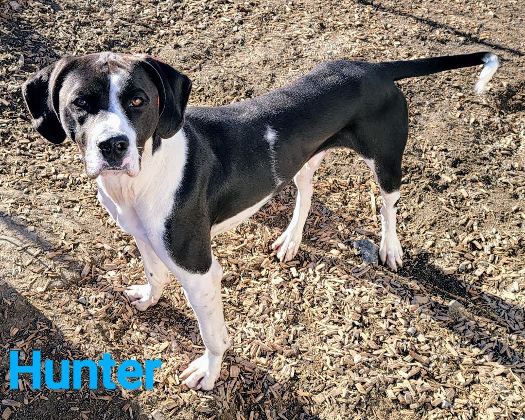 Hunter, an adoptable Hound, American Staffordshire Terrier in Madras, OR, 97741 | Photo Image 2