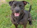 MACK's profile on Petfinder.com