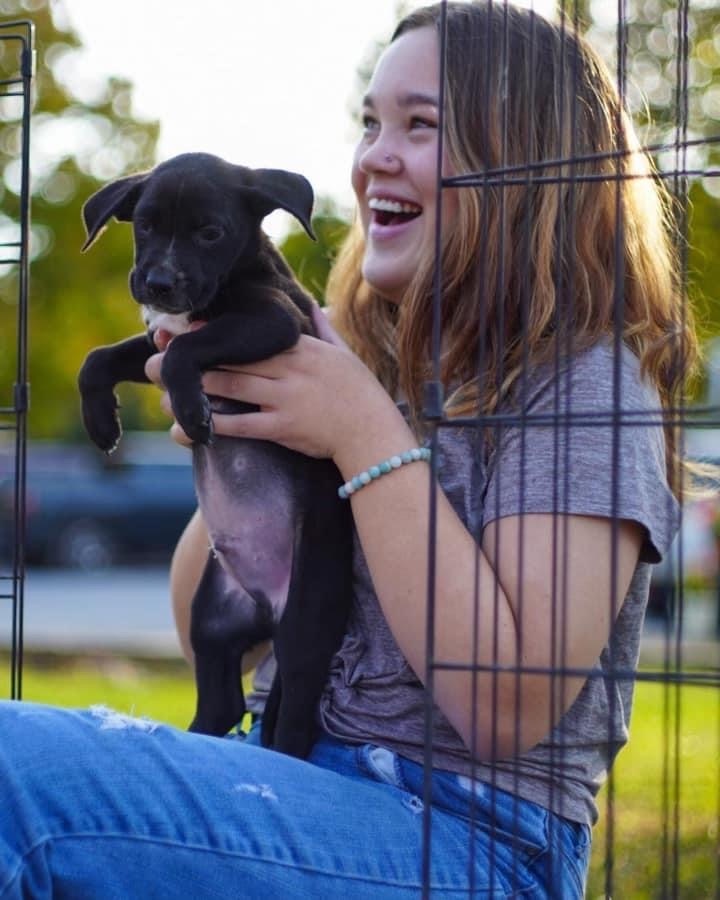 Black Lab/Beagle Pups M