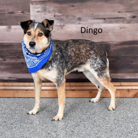 Dingo