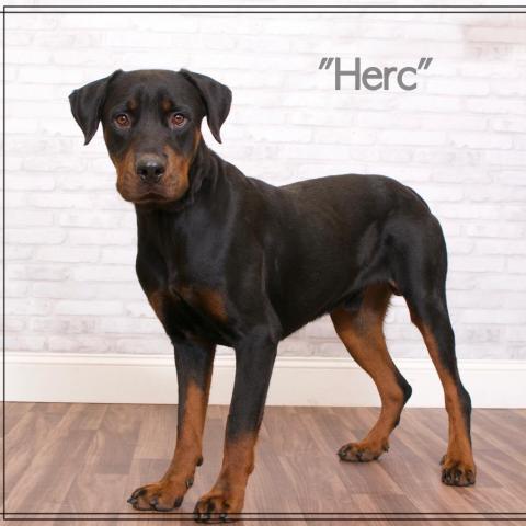 Herc