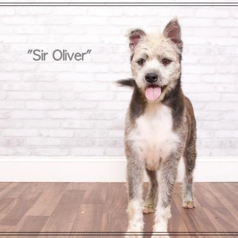 Sir Oliver