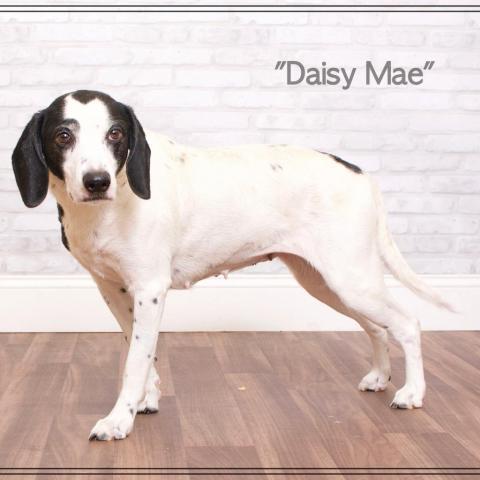 Daisy Mae