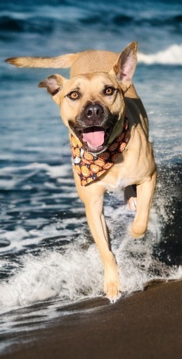 Rookie, an adoptable Boxer, Labrador Retriever in Dalton, GA, 30721 | Photo Image 1