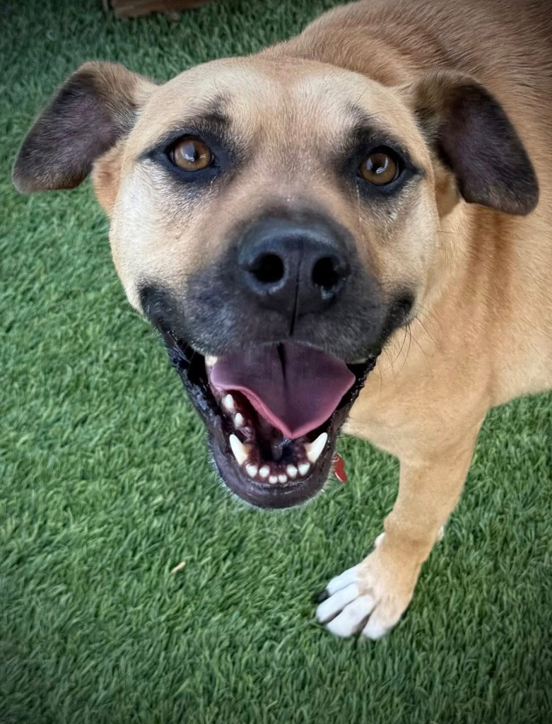 Rookie, an adoptable Boxer, Labrador Retriever in Dalton, GA, 30721 | Photo Image 1