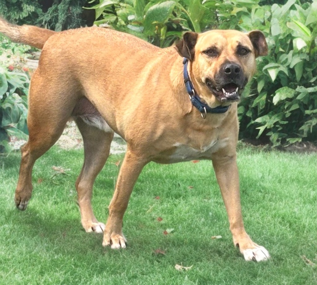 Rookie, an adoptable Boxer, Labrador Retriever in Dalton, GA, 30721 | Photo Image 1