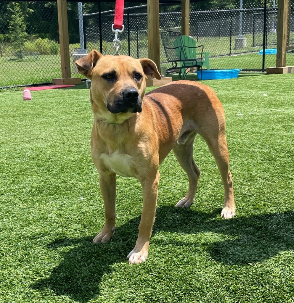 Rookie, an adoptable Boxer, Labrador Retriever in Dalton, GA, 30721 | Photo Image 2