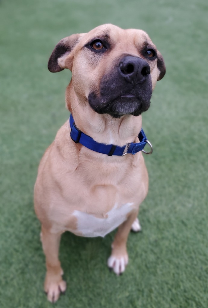 Rookie, an adoptable Boxer, Labrador Retriever in Dalton, GA, 30721 | Photo Image 3