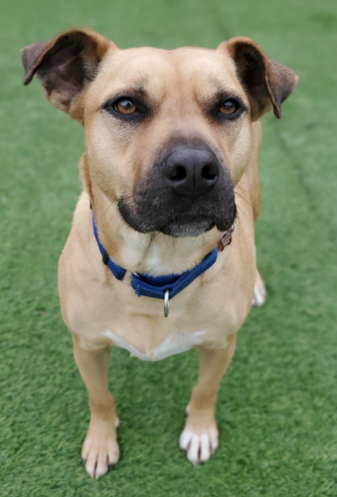 Rookie, an adoptable Boxer, Labrador Retriever in Dalton, GA, 30721 | Photo Image 3