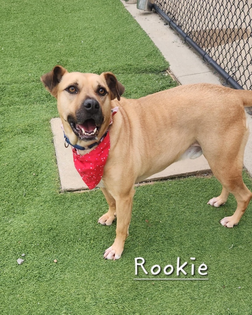 Rookie, an adoptable Boxer, Labrador Retriever in Dalton, GA, 30721 | Photo Image 5