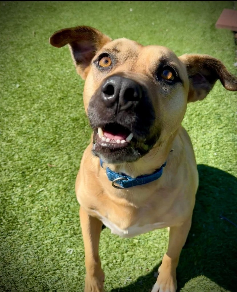 Rookie, an adoptable Boxer, Labrador Retriever in Dalton, GA, 30721 | Photo Image 6