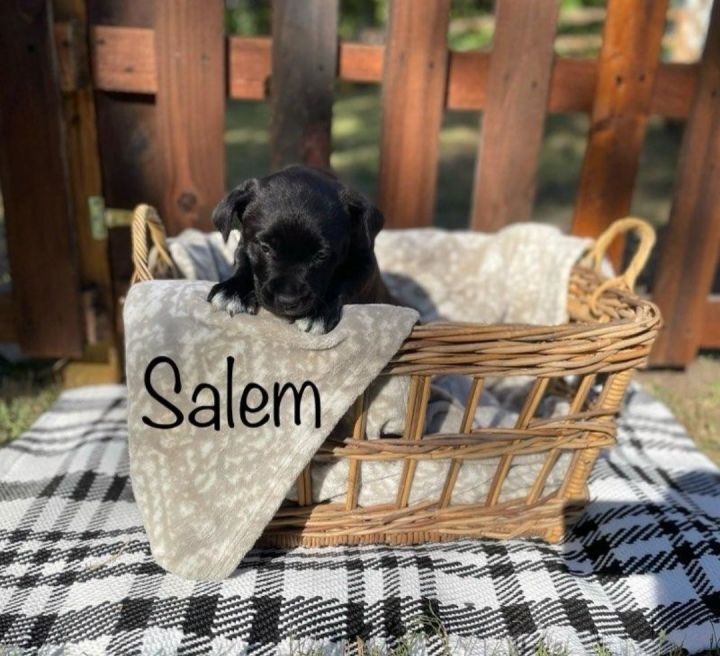 Salem 2